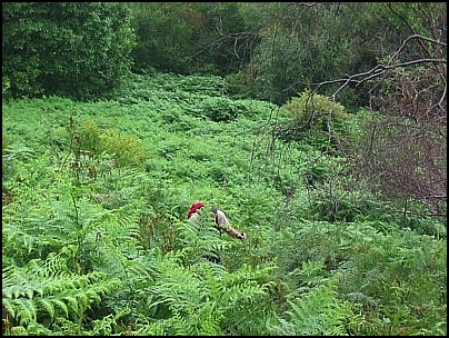Yours truly almost hidden by the nettles, brambles and bracken on the ascent of Swinyard Hill. Yet another picture by Larry